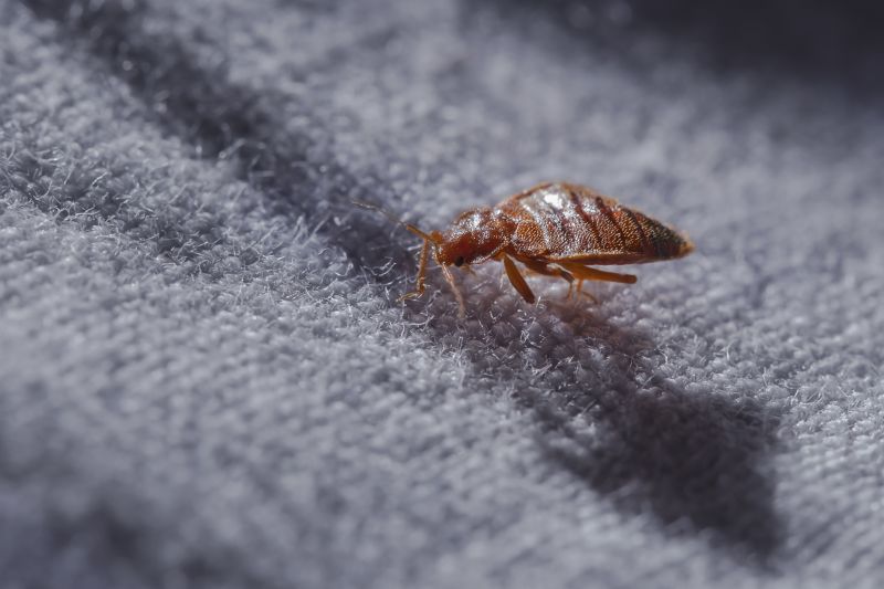 Bed Bug Extermination